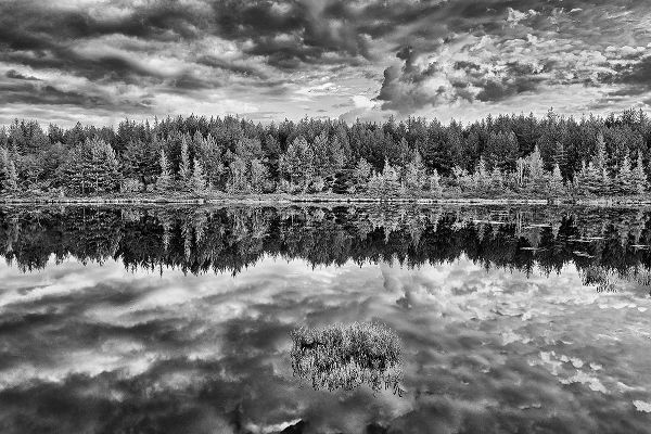 Canada-Ontario-Greater Sudbury Black and white of lake grasses and cloud reflections at sunrise